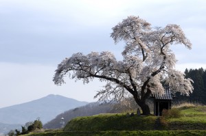 小沢の桜      