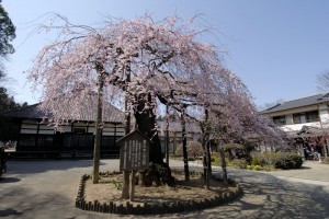 円東寺のしだれ桜    