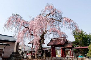 妙関寺の乙姫桜  