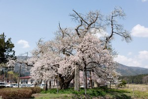 山口奨学桜          