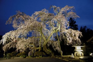 建福寺の桜    