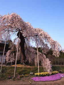 横田陣屋御殿桜           