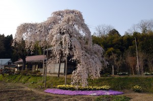 横田陣屋御殿桜      