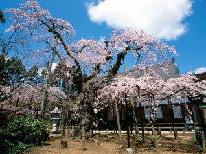 愛蔵寺の護摩桜                          