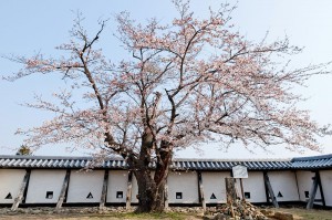 小峰城のおとめ桜  
