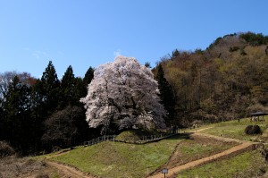 秋山の駒桜      